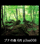 世界自然遺産「白神山地」 新緑の森 ブナの大木とシダ　6月 p3aa008
