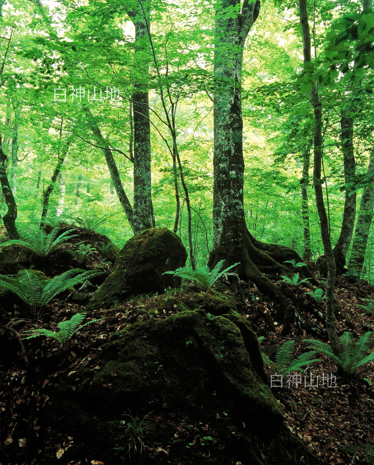 世界自然遺産「白神山地」 新緑の森 ブナの大木とシダ 縦　6月 p3aa009