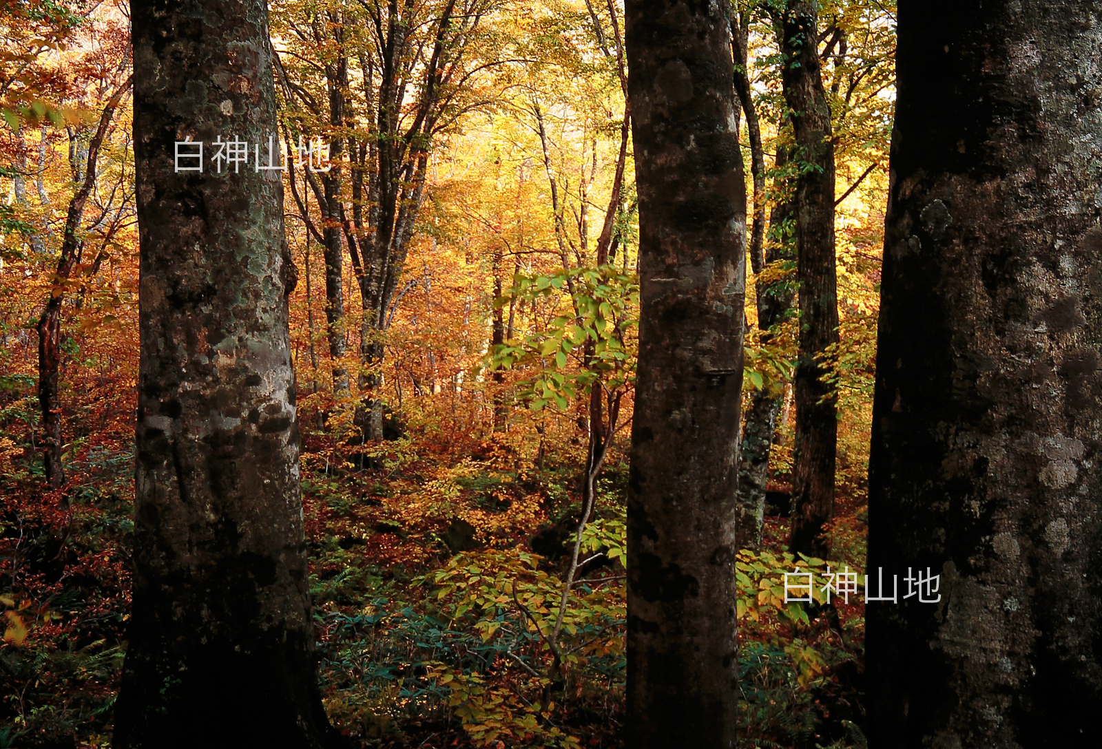 世界自然遺産「白神山地」 ブナ林の紅葉 黄葉　10月 p3sa001