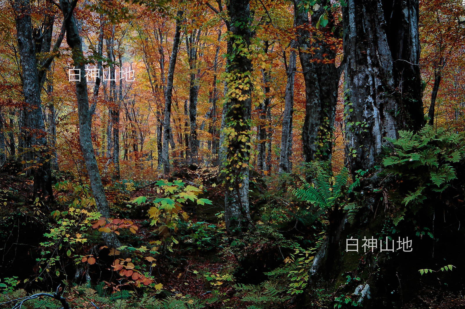 世界自然遺産「白神山地」 ブナ原生林の紅葉 黄葉　10月　p3sa002