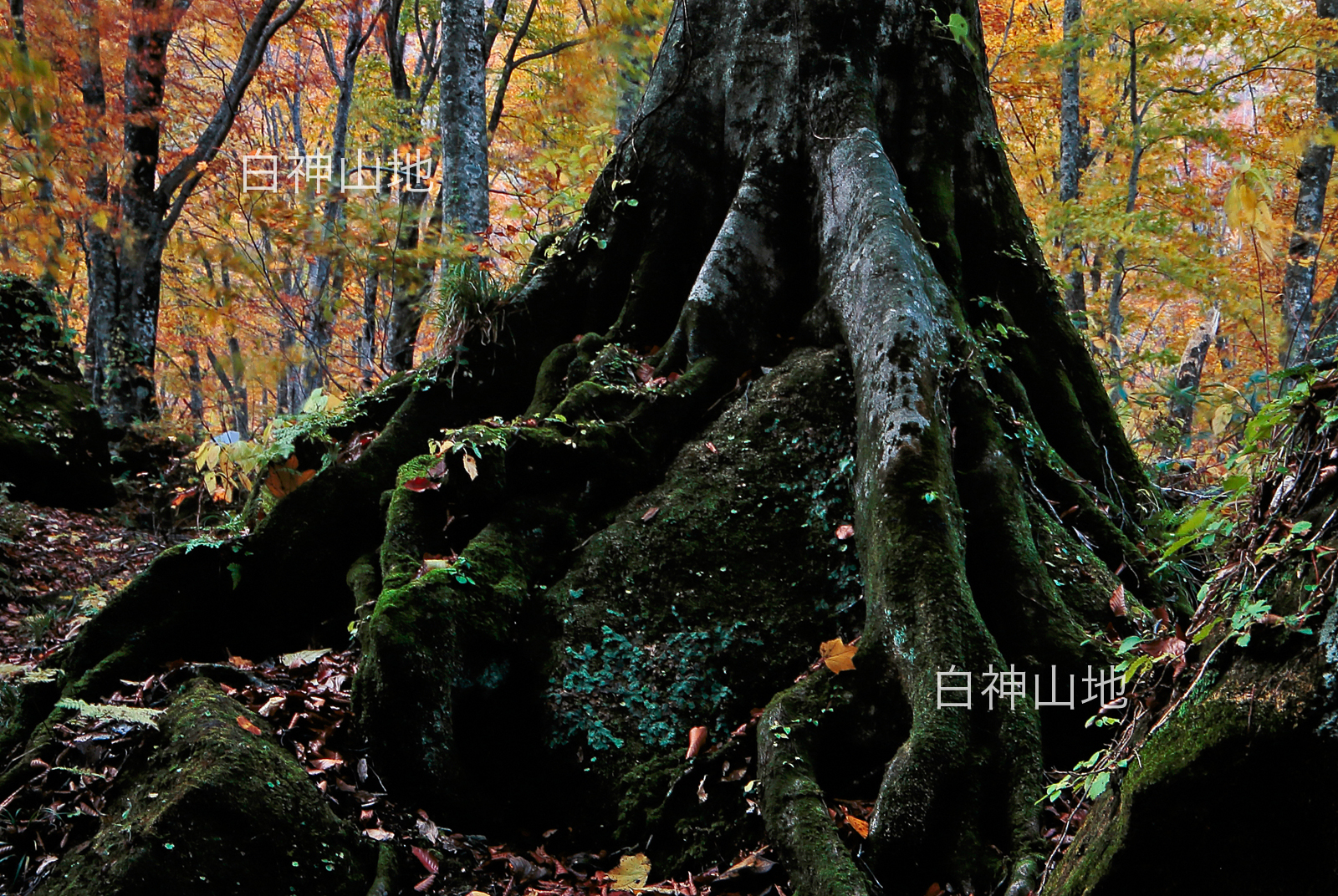 世界自然遺産「白神山地」 ブナ原生林の紅葉 黄葉　岩を抱く巨木の根　10月　p3sa005