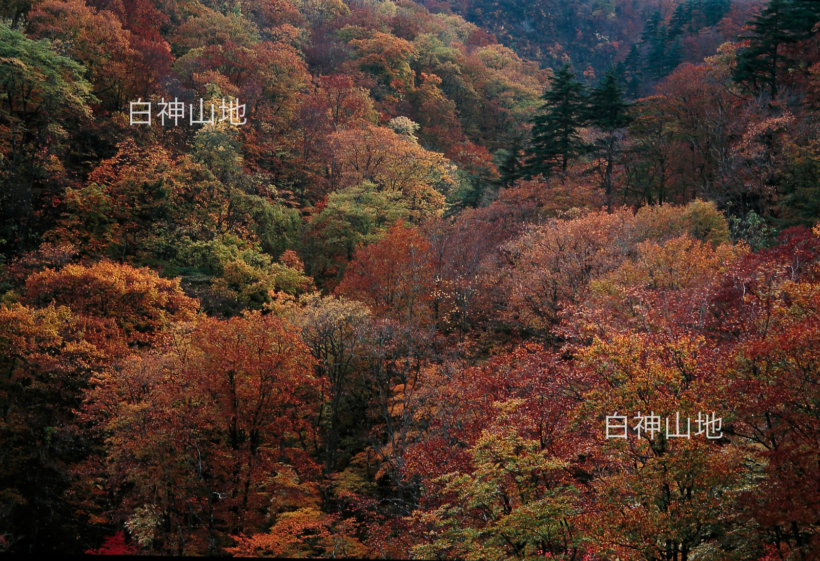 世界自然遺産「白神山地」 紅葉 黄葉の山並み　10月　p3sa006　