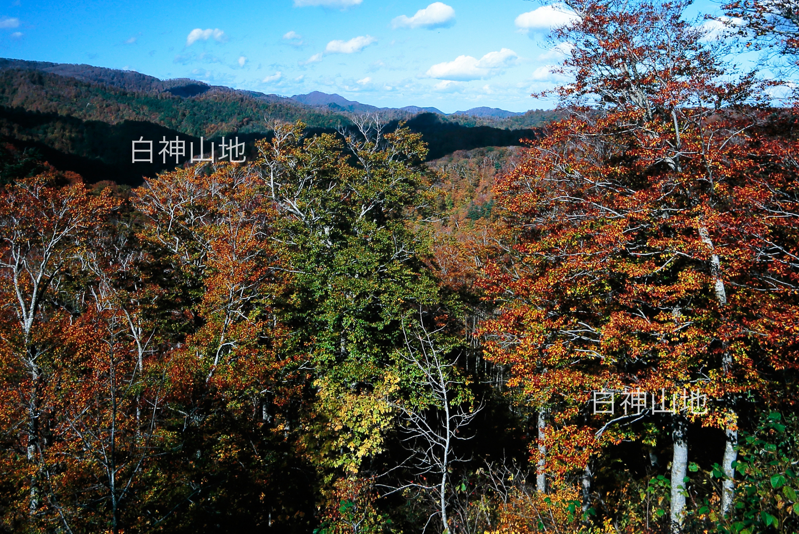 世界自然遺産「白神山地」 紅葉 黄葉の山並み　10月　p3sa008