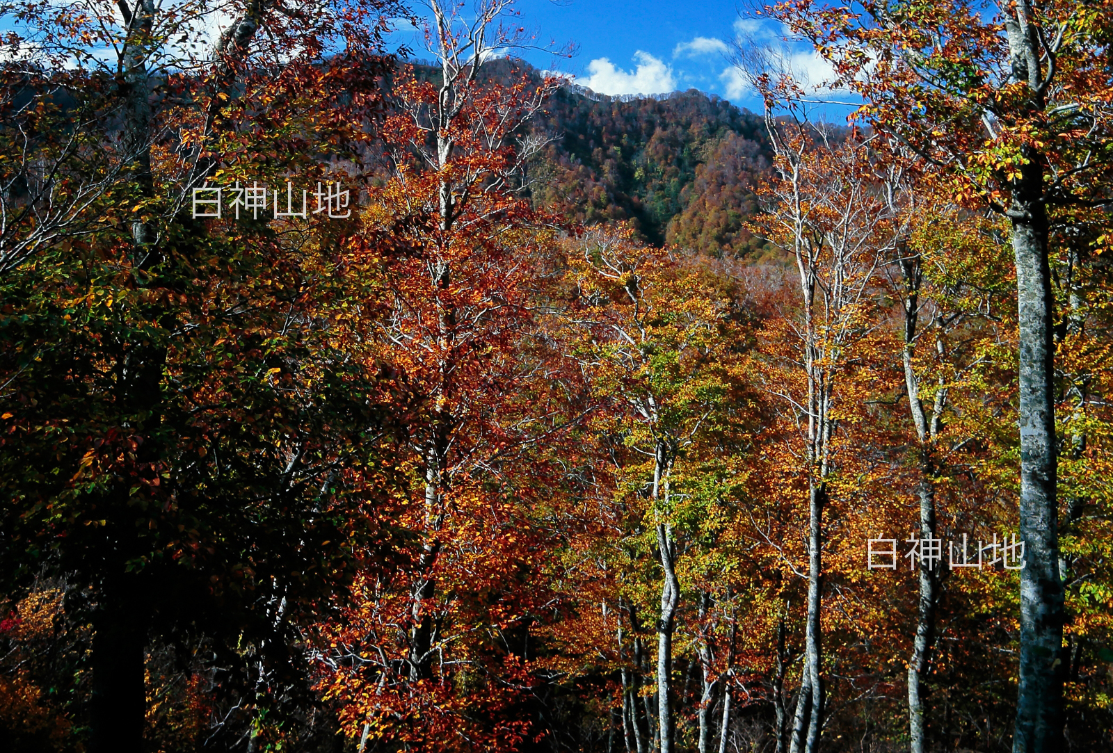 世界自然遺産「白神山地」 紅葉 黄葉の山並み　10月　p3sa009
