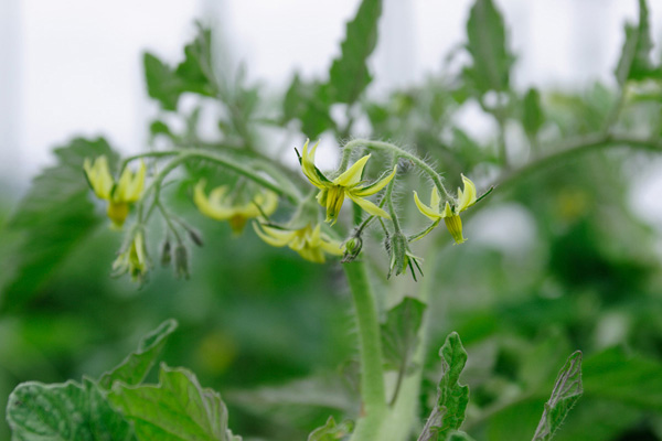 トマトの花 画像2 野菜の花 無料写真素材