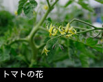 トマトの花1